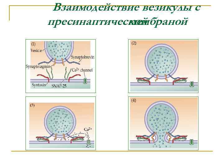 Взаимодействие везикулы с пресинаптической мембраной 