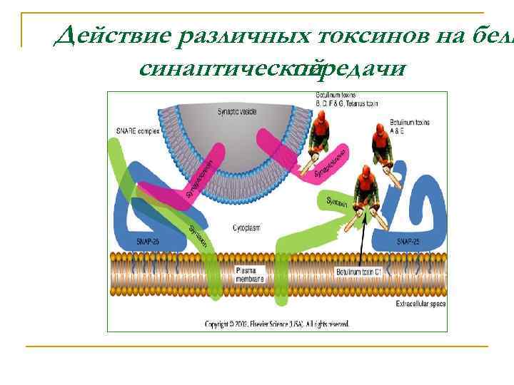 Действие различных токсинов на белк синаптической передачи 