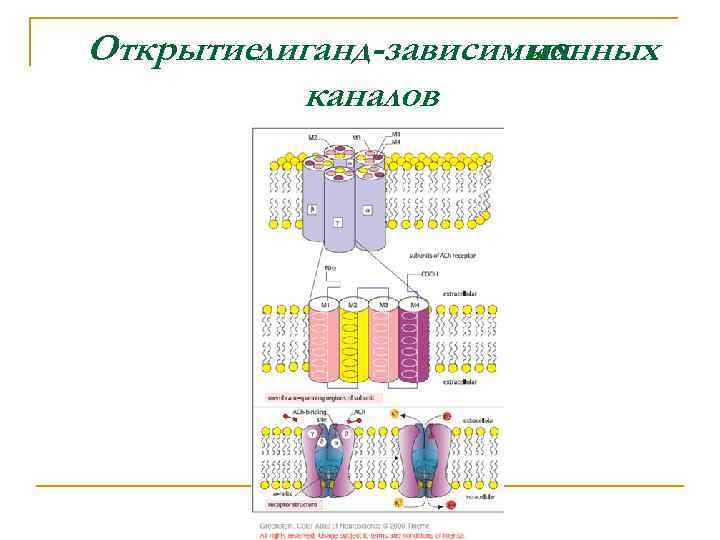 Открытиелиганд-зависимых ионных каналов 