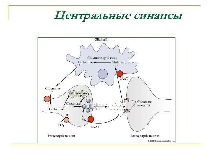 Центральные синапсы 