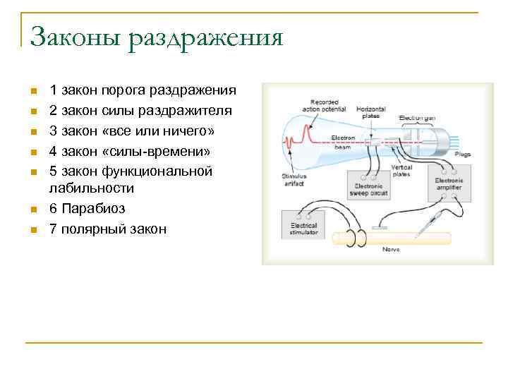 Законы раздражения n n n n 1 закон порога раздражения 2 закон силы раздражителя