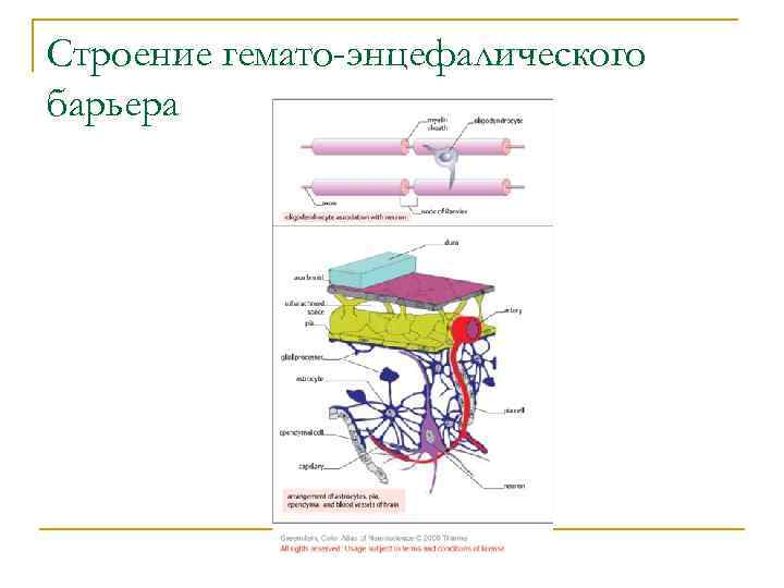 Строение гемато-энцефалического барьера 