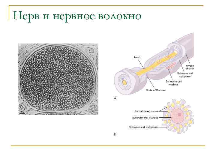 Нерв и нервное волокно 