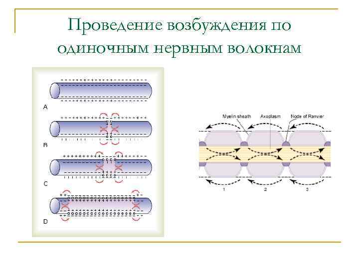 Проведение возбуждения по одиночным нервным волокнам 