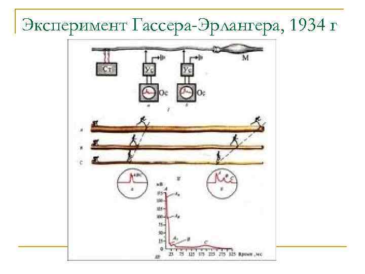 Эксперимент Гассера-Эрлангера, 1934 г 