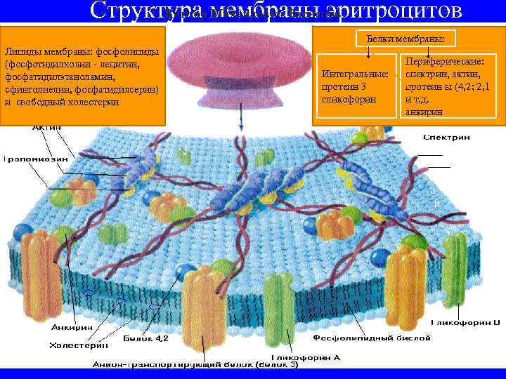 Виктор Михайлович Васнецов Структура мембраны эритроцитов Белки мембраны: Липиды мембраны: фосфолипиды (фосфотидилхолин - лецитин,