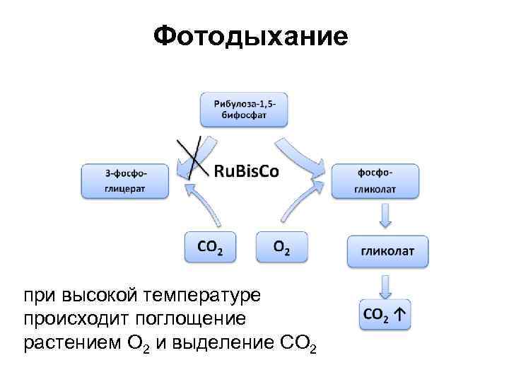 Фотодыхание при высокой температуре происходит поглощение растением O 2 и выделение CO 2 