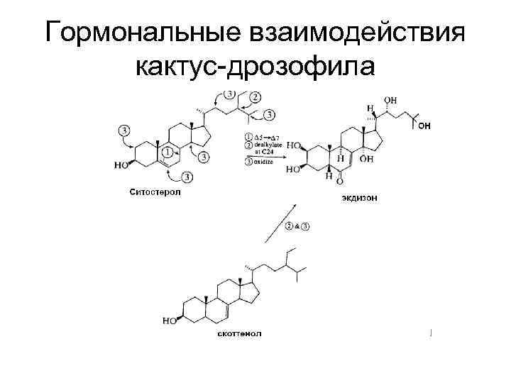 Гормональные взаимодействия кактус-дрозофила 