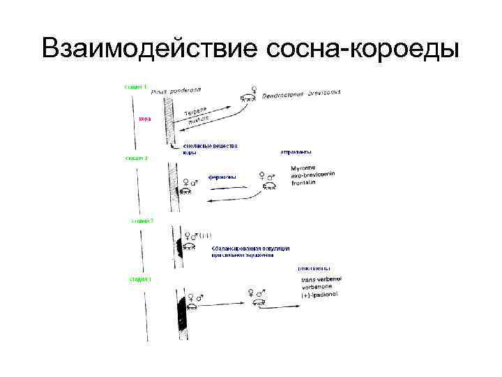 Взаимодействие сосна-короеды 