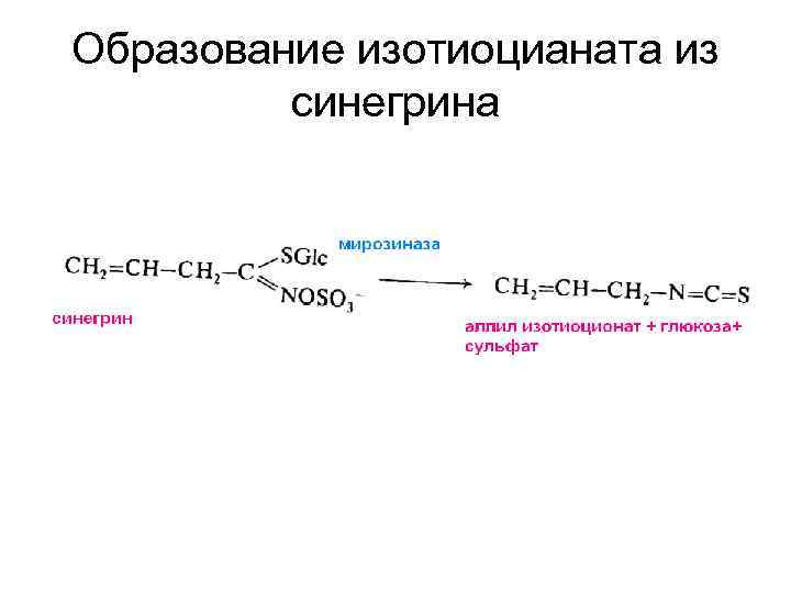 Образование изотиоцианата из синегрина 