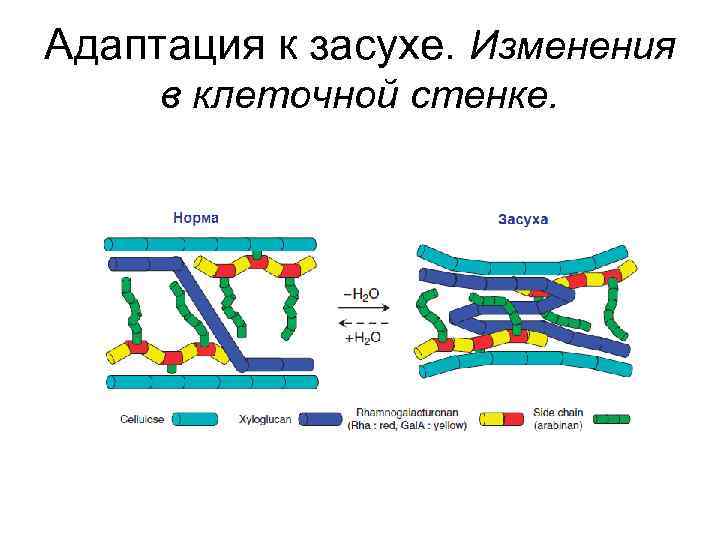 Адаптация к засухе. Изменения в клеточной стенке. 