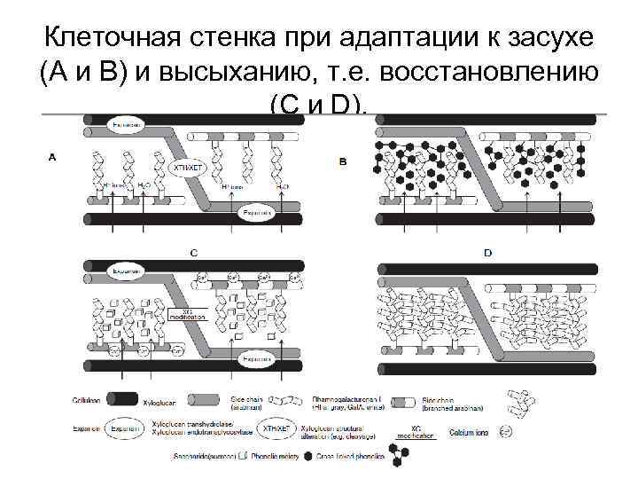 Клеточная стенка при адаптации к засухе (A и B) и высыханию, т. е. восстановлению