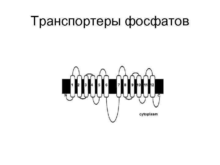 Транспортеры фосфатов 