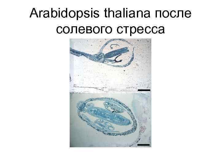 Arabidopsis thaliana после солевого стресса 