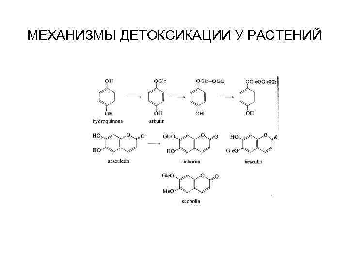 МЕХАНИЗМЫ ДЕТОКСИКАЦИИ У РАСТЕНИЙ 