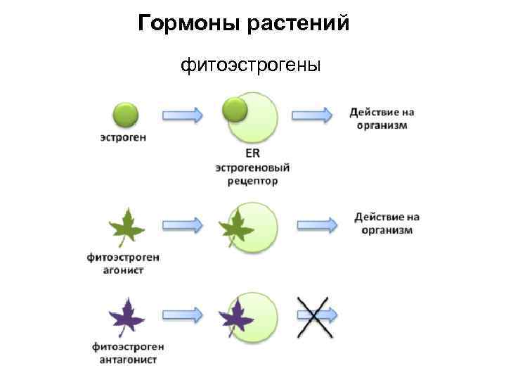 Фитогормоны действие. Гормоны растений фитогормоны.