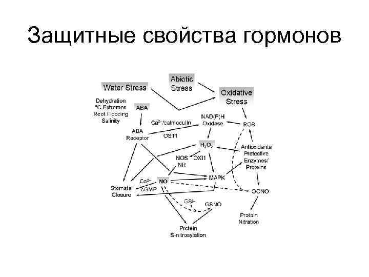 Защитные свойства гормонов 