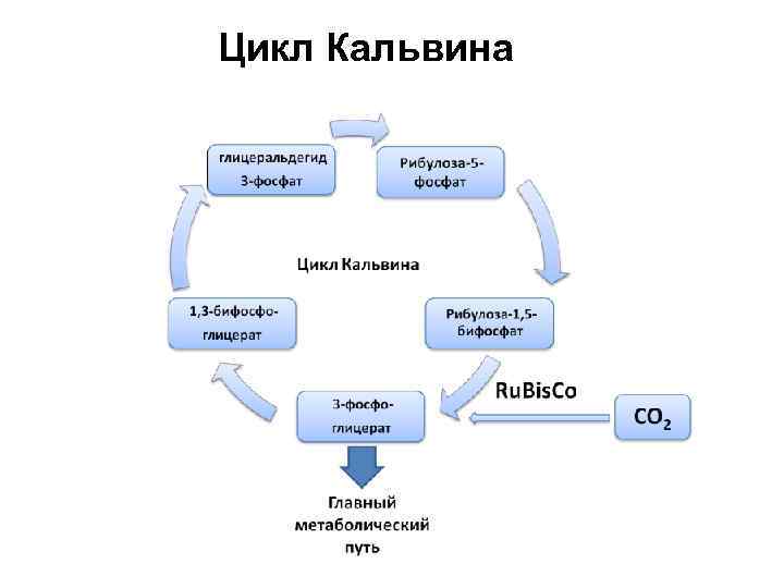 Картинка цикл кальвина