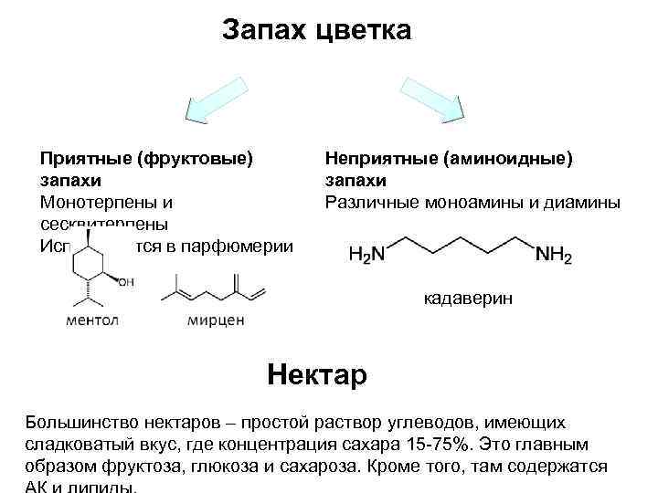 Запах цветка Приятные (фруктовые) запахи Монотерпены и сесквитерпены Используются в парфюмерии Неприятные (аминоидные) запахи