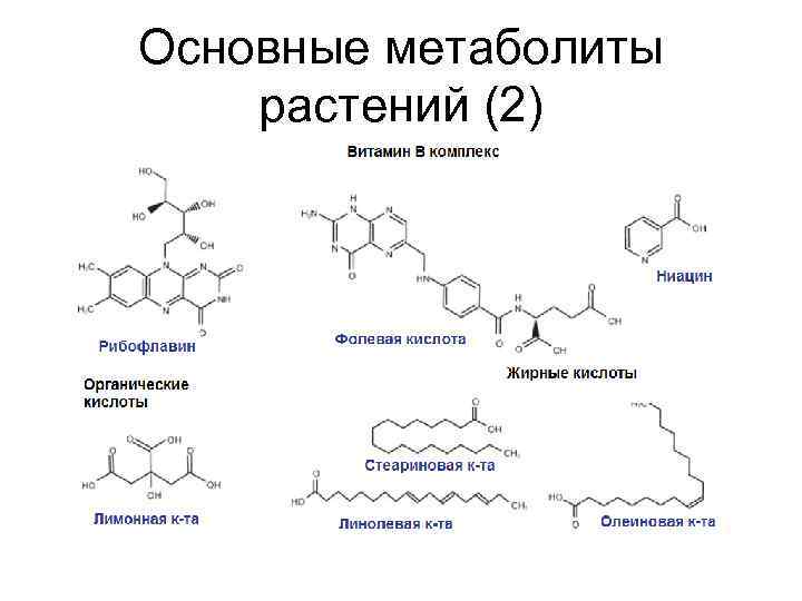 Основные метаболиты растений (2) 