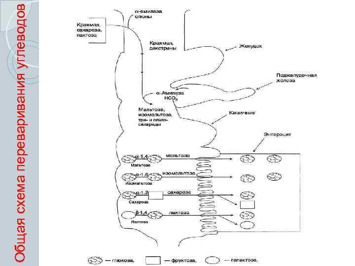 Общая схема переваривания углеводов 