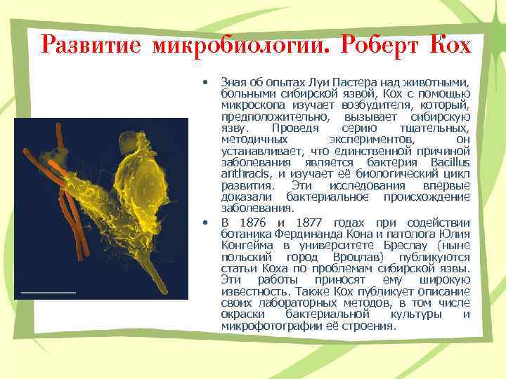 Развитие микробиологии. Роберт Кох • • Зная об опытах Луи Пастера над животными, больными