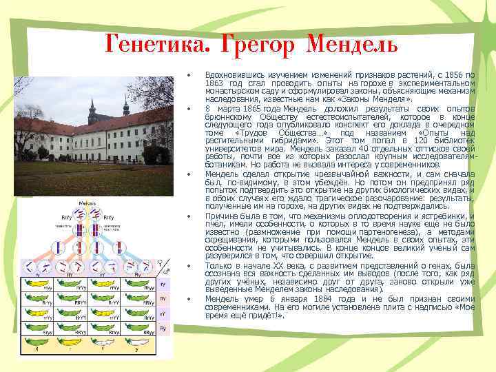 Генетика. Грегор Мендель • • • Вдохновившись изучением изменений признаков растений, с 1856 по