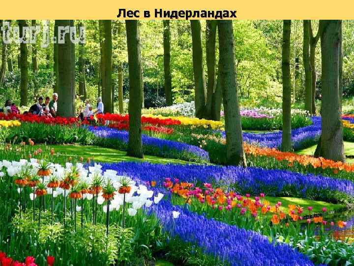 Лес в Нидерландах 