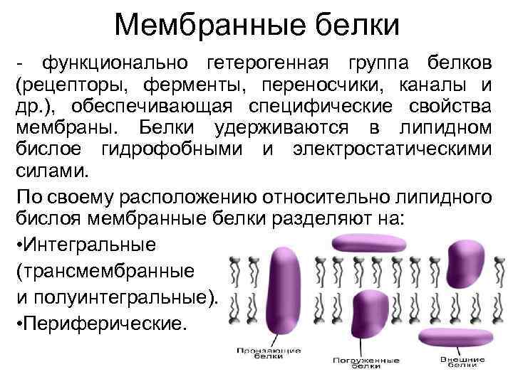 Мембранные белки - функционально гетерогенная группа белков (рецепторы, ферменты, переносчики, каналы и др. ),