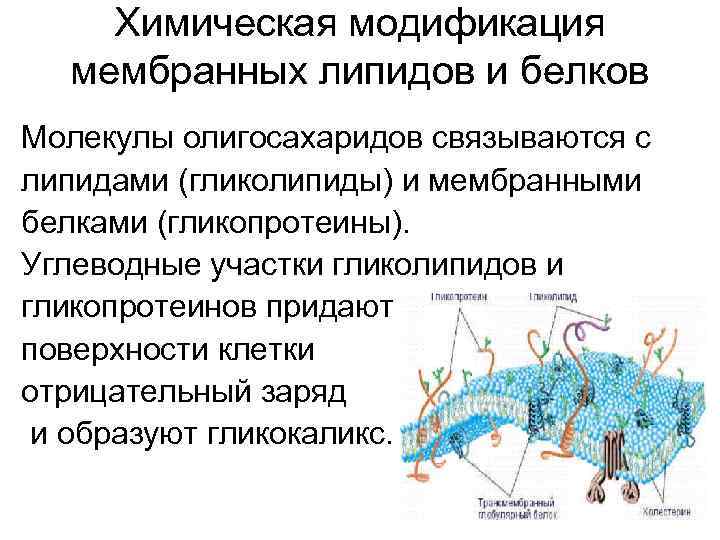 Химическая модификация мембранных липидов и белков Молекулы олигосахаридов связываются с липидами (гликолипиды) и мембранными