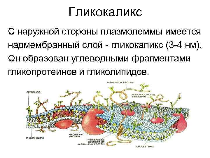 Гликокаликс С наружной стороны плазмолеммы имеется надмембранный слой - гликокаликс (3 -4 нм). Он