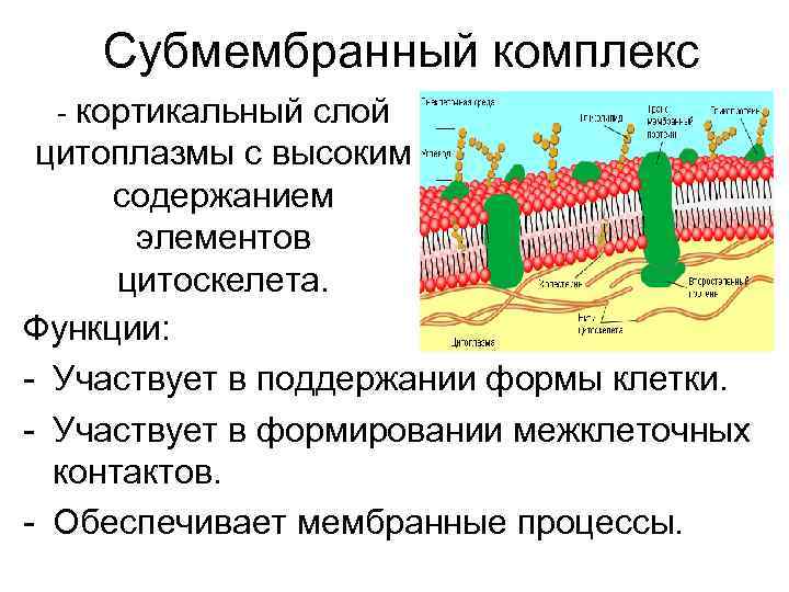 Субмембранный комплекс - кортикальный слой цитоплазмы с высоким содержанием элементов цитоскелета. Функции: - Участвует