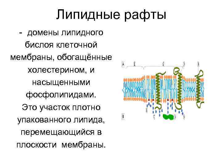 Липидные рафты - домены липидного бислоя клеточной мембраны, обогащённые холестерином, и насыщенными фосфолипидами. Это