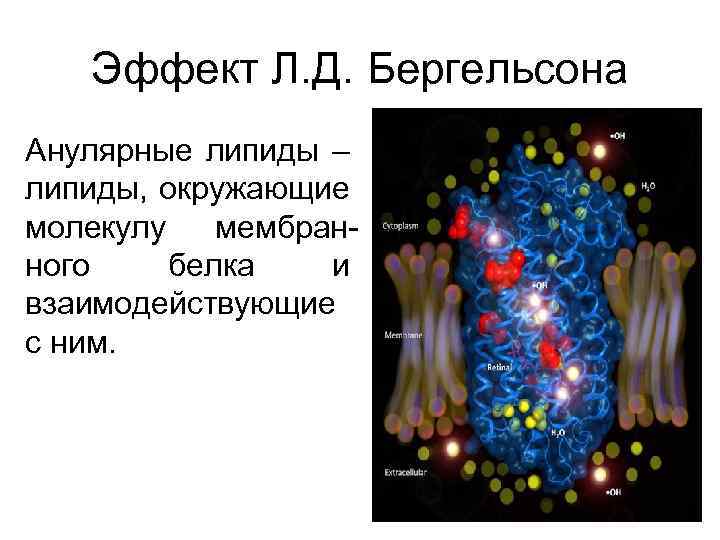 Эффект Л. Д. Бергельсона Анулярные липиды – липиды, окружающие молекулу мембранного белка и взаимодействующие