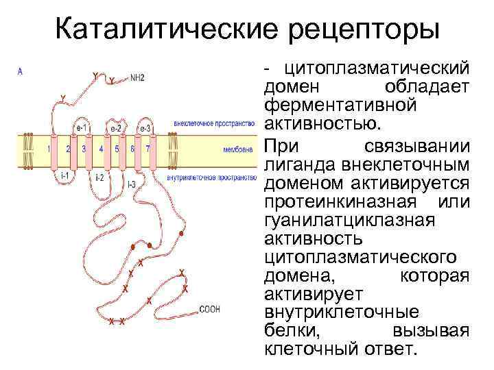 Каталитические рецепторы - цитоплазматический домен обладает ферментативной активностью. При связывании лиганда внеклеточным доменом активируется