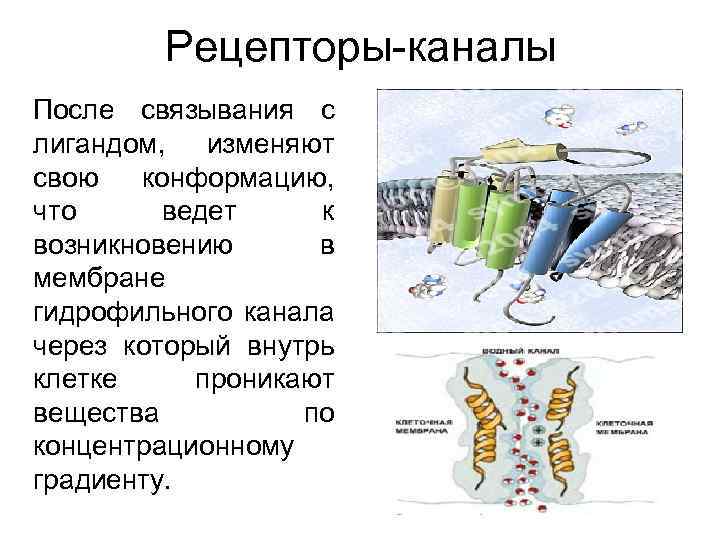 Рецепторы-каналы После связывания с лигандом, изменяют свою конформацию, что ведет к возникновению в мембране