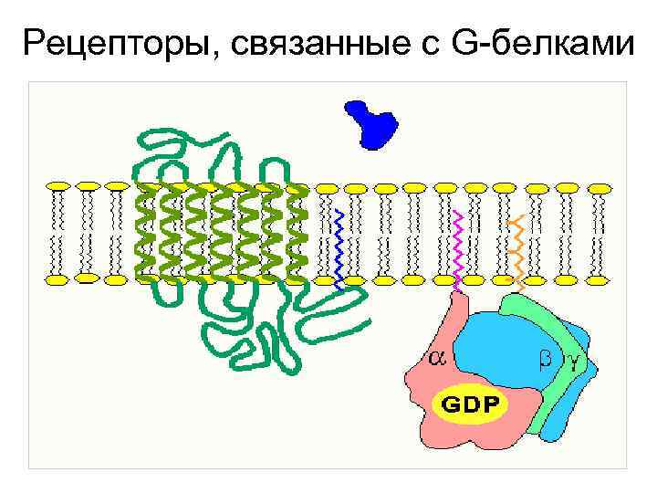 Рецепторы, связанные с G-белками 