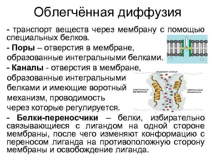 Облегчённая диффузия - транспорт веществ через мембрану с помощью специальных белков. - Поры –