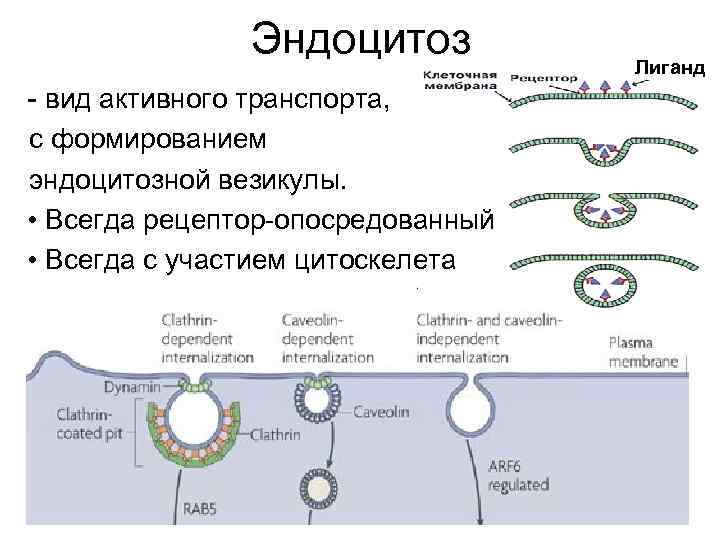 Эндоцитоз - вид активного транспорта, с формированием эндоцитозной везикулы. • Всегда рецептор-опосредованный • Всегда