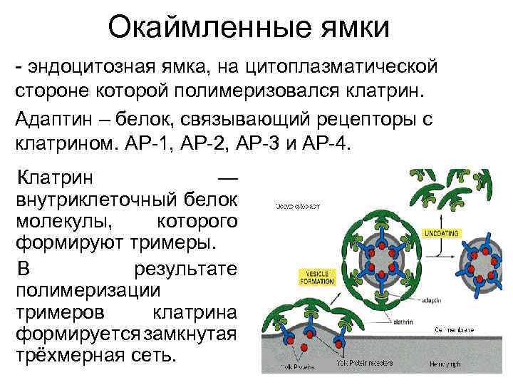 Окаймленные ямки - эндоцитозная ямка, на цитоплазматической стороне которой полимеризовался клатрин. Адаптин – белок,