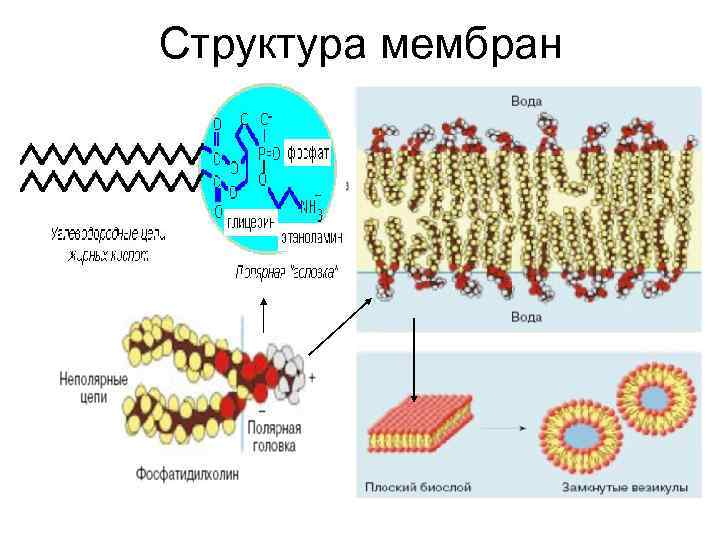 Структура мембран 