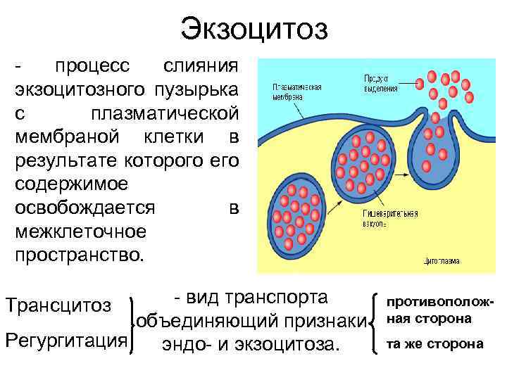 Экзоцитоз - процесс слияния экзоцитозного пузырька с плазматической мембраной клетки в результате которого его