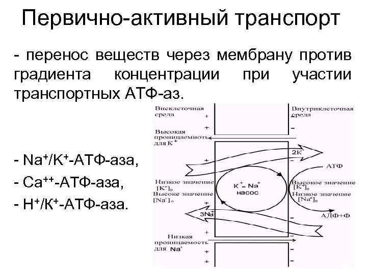 Первично-активный транспорт - перенос веществ через мембрану против градиента концентрации при участии транспортных АТФ-аз.