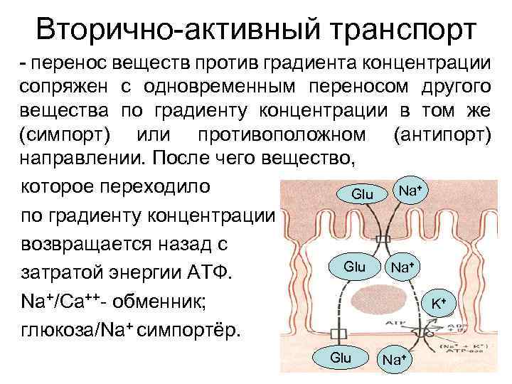 Вторично-активный транспорт - перенос веществ против градиента концентрации сопряжен с одновременным переносом другого вещества