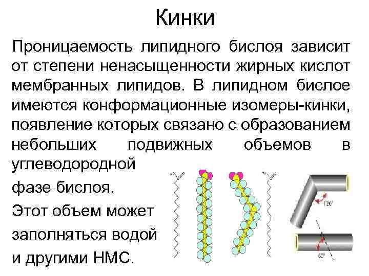 Кинки Проницаемость липидного бислоя зависит от степени ненасыщенности жирных кислот мембранных липидов. В липидном