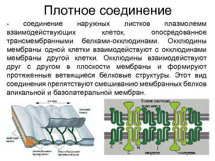 Плотное соединение - соединение наружных листков плазмолемм взаимодействующих клеток, опосредованное трансмембранными белками-окклюдинами. Окклюдины мембраны