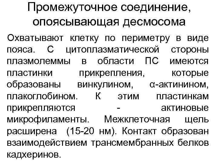 Промежуточное соединение, опоясывающая десмосома Охватывают клетку по периметру в виде пояса. С цитоплазматической стороны