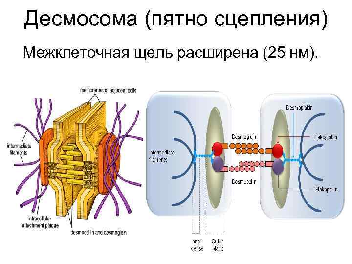 Десмосома (пятно сцепления) Межклеточная щель расширена (25 нм). 