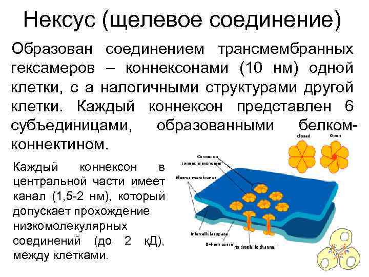 Нексус (щелевое соединение) Образован соединением трансмембранных гексамеров – коннексонами (10 нм) одной клетки, с