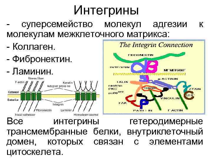 Интегрины - суперсемейство молекул адгезии к молекулам межклеточного матрикса: - Коллаген. - Фибронектин. -